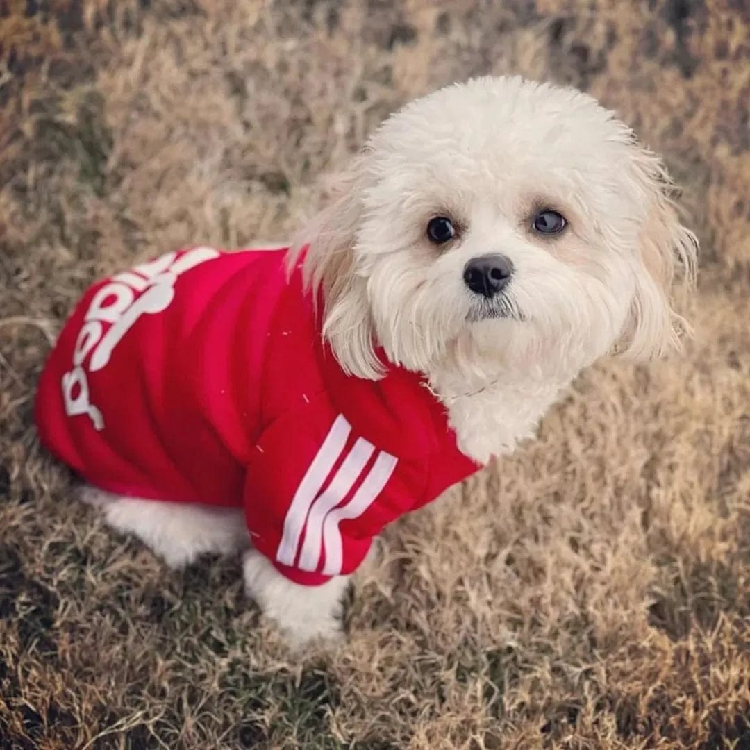 Sweat Petit Chien - Adidog