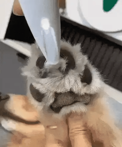 Tondeuse pattes chien, spéciale coussinets - PawCare