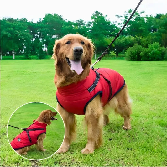 Veste pour Labrador : style, confort et protection réunis